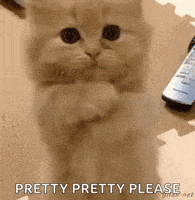 Cat Please GIF by swerk
