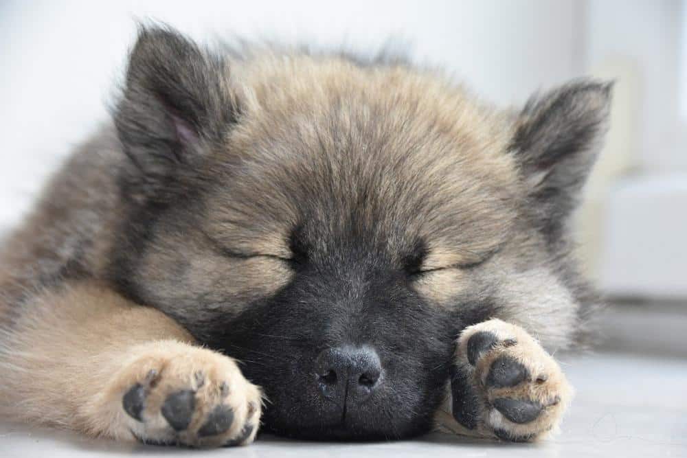 eurasier-5539532.jpg