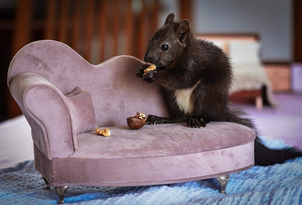 squirrel-5538509.jpg